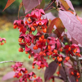 Euonymus planipes 'Sancho' – Nagytermésű koreai kecskerágó Euonymus planipes 'Sancho' – Nagytermésű koreai kecskerágó