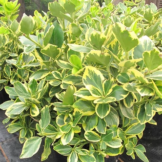 Euonymus fortunei 'Canadale Gold' - Arany kúszó kecskerágó Euonymus fortunei 'Canadale Gold' - Arany kúszó kecskerágó