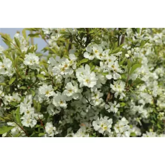 Exochorda racemosa 'Snow Mountain'® – Dúsvirágú gyöngycserje
