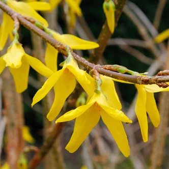 Forsythia x intermedia 'Beatrix Farrand' – Aranycserje