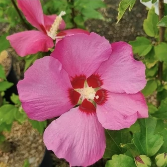 Hibiscus syriacus 'Eruption' – Mályvacserje
