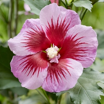 Hibiscus syriacus 'Flower Tower Purple'® – Mályvacserje