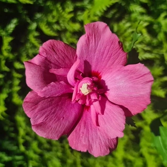Hibiscus syriacus 'Flower Tower Ruby' – Mályvacserje