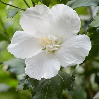 Hibiscus syriacus 'Flower Tower White' – Mályvacserje Hibiscus syriacus 'Flower Tower White' – Mályvacserje
