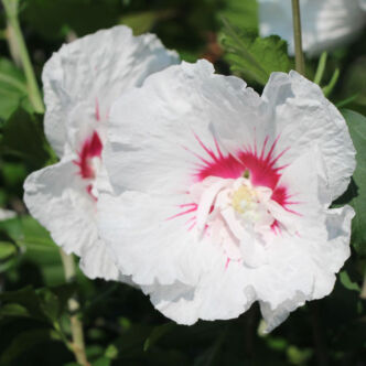 Hibiscus syriacus 'French Point' – Mályvacserje