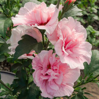 Hibiscus syriacus 'Pink Chiffon' – Rózsaszín virágú mályvacserje