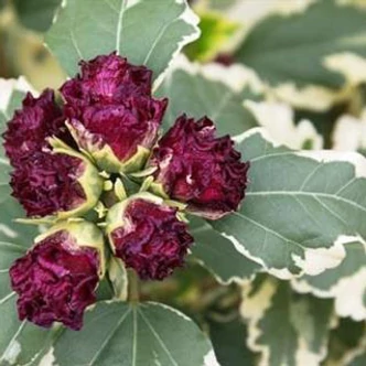 Hibiscus syriacus 'Purpureus Variegatus' – Mályvacserje