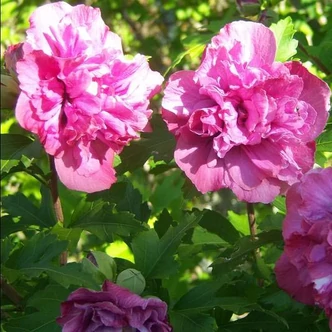 Hibiscus syriacus 'Sanchoyo' – Mályvacserje