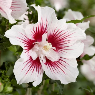 Hibiscus syriacus 'Starburst Chiffon' – Mályvacserje