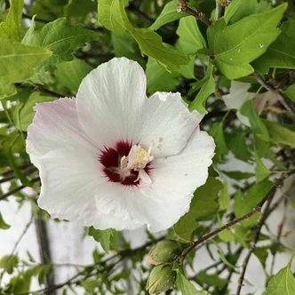 Hibiscus syriacus 'SupHeart' (syn.: 'Minomb') – Mályvacserje