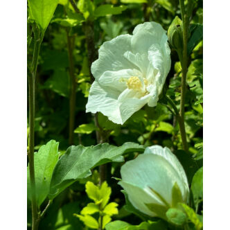 Hibiscus syriacus 'White Chiffon' – Fehér virágú mályvacserje