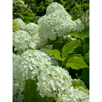 Hydrangea arborescens 'Annabelle' – Cserjés hortenzia Hydrangea arborescens 'Annabelle' – Cserjés hortenzia