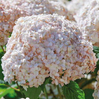 Hydrangea arborescens 'Candybelle Marshmallow' – Cserjés hortenzia