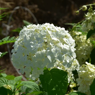 Hydrangea arborescens 'Strong Annabelle' – Cserjés hortenzia Hydrangea arborescens 'Strong Annabelle' – Cserjés hortenzia