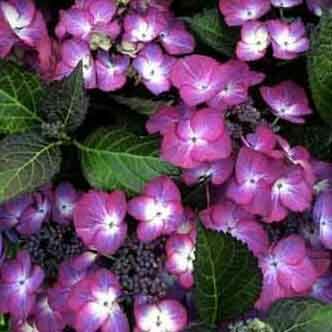 Hydrangea macrophylla 'Dark Purple Angel' – Kerti hortenzia