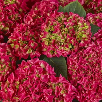 Hydrangea macrophylla 'Bright Red' – Kerti hortenzia