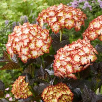 Hydrangea macrophylla 'Light My Fire' – Kerti hortenzia