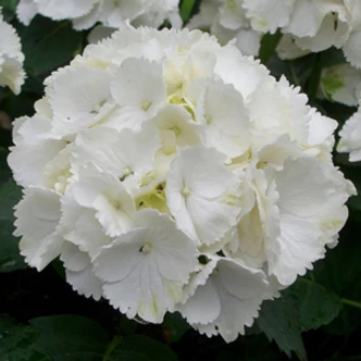 Hydrangea macrophylla 'Schneeball' – Fehér virágú kerti hortenzia