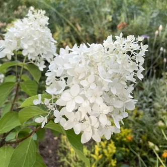 Hydrangea paniculata 'Graffiti' – Bugás hortenzia        