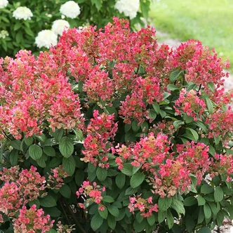 Hydrangea paniculata 'Little Quick Fire' – Bugás hortenzia