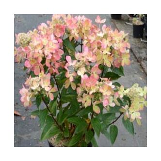 Hydrangea paniculata 'Pastelgreen'® – Bugás hortenzia
