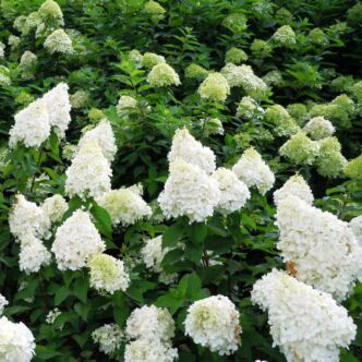 Hydrangea paniculata 'Polar Bear'® – Fehér hortenzia (díjnyertes)