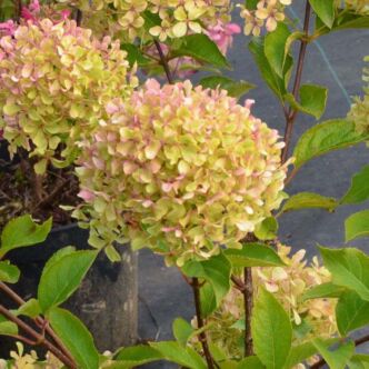 Hydrangea paniculata 'Romantic Ace' – Bugás hortenzia