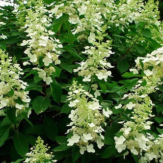 Hydrangea paniculata 'Tardiva' – Bugás hortenzia