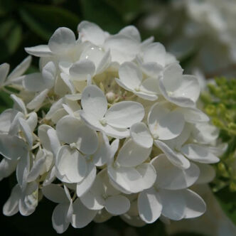 Hydrangea paniculata 'White Moth' – Bugás hortenzia