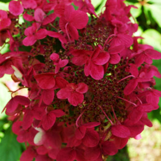 Hydrangea paniculata 'Wim's Red' – Bugás hortenzia