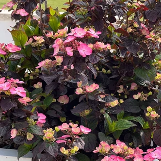 Hydrangea serrata 'Daredevil' – Fűrészeslevelű hortenzia