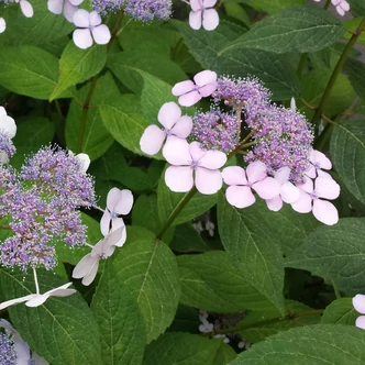 Hydrangea serrata 'Blue Bird' – Fűrészeslevelű hortenzia