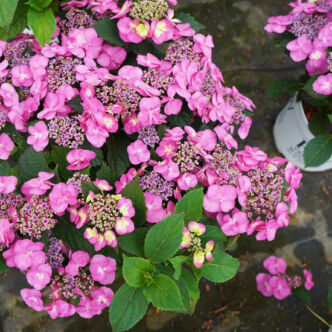 Hydrangea serrata 'Cotton Candy' – Fűrészeslevelű hortenzia