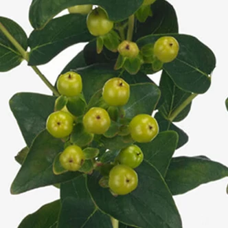 Hypericum x inodorum 'Magical Green Revival' – Orbáncfű