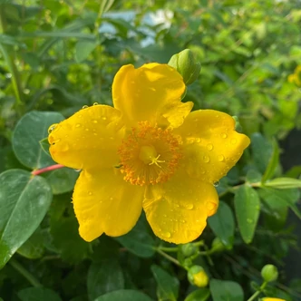 Hypericum patulum 'Hidcote Gold' (syn.: 'Hidcote') – Japán orbáncfű Hypericum patulum 'Hidcote Gold' (syn.: 'Hidcote') – Japán orbáncfű