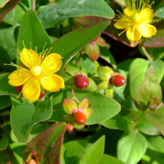 Hypericum x inodorum 'Rheingold' – Bordó bogyós orbáncfű