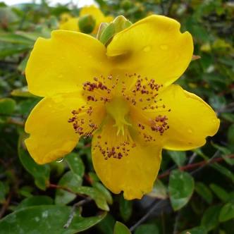 Hypericum x moserianum – Orbáncfű