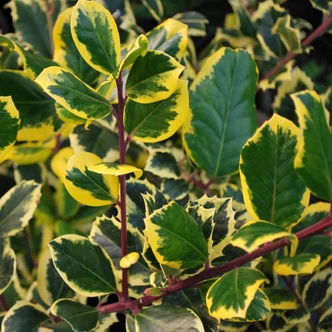 Ilex altaclerensis 'Golden King' - Sárga levélszélű magyal