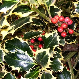 Ilex aquifolium 'Argenteomarginata' (syn.: 'Argentea Marginata') - Tarkalevelű közönséges magyal Ilex aquifolium 'Argenteomarginata' (syn.: 'Argentea Marginata') - Tarkalevelű közönséges magyal