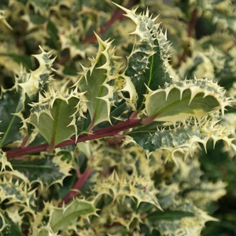 Ilex aquifolium 'Ferox Argentea' – Magyal