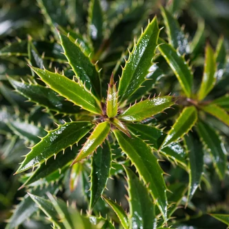 Ilex aquifolium 'Heckenzwerg' – Magyal Ilex aquifolium 'Heckenzwerg' – Magyal