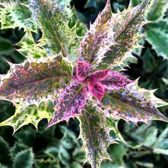 Ilex aquifolium 'Ingramii'® – Magyal Ilex aquifolium 'Ingramii'® – Magyal