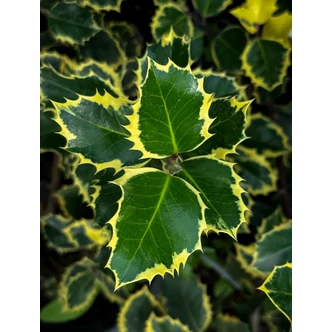 Ilex aquifolium 'Variegata' – Magyal Ilex aquifolium 'Variegata' – Magyal