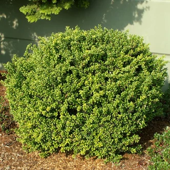 Ilex crenata 'Convexa'– Magyal Ilex crenata 'Convexa'– Magyal