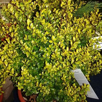 Ilex crenata 'Golden Rock' – Csipkéslevelű magyal