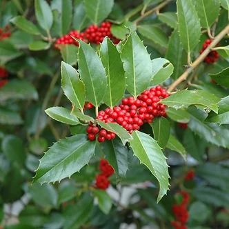 Ilex koehneana 'Chestnut Leaf' – Magyal