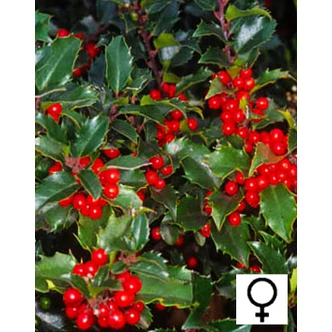 Ilex meserveae 'Blue Princess' – Kék magyal (termős)