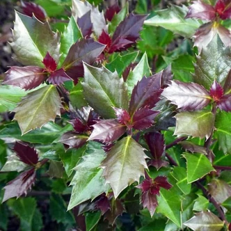Ilex meserveae 'Heckenblau' – Kék magyal