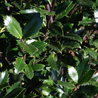 Ilex meserveae 'Heckenpracht'® – Magyal