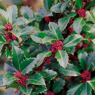 Ilex meserveae 'Heckenstar'® – Magyal (porzós)